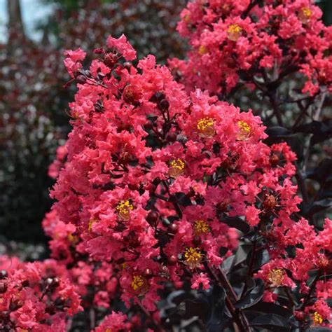 The Enigmatic Appeal of Dark Magic Crape Myrtle: A Must-Have Plant